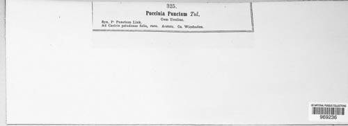 Puccinia punctum image